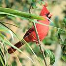 Cardinal rouge