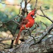 Vermilion Cardinal