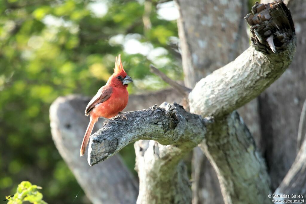 Cardinal vermillon mâle adulte nuptial