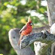 Vermilion Cardinal