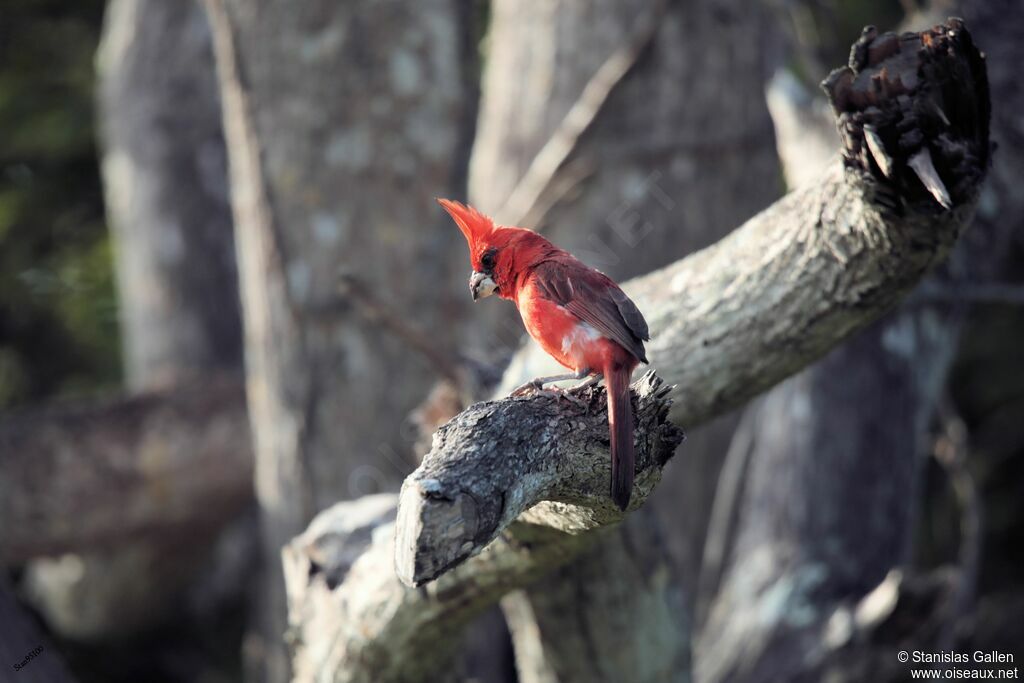 Cardinal vermillon mâle adulte nuptial