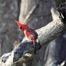 Cardinal vermillon