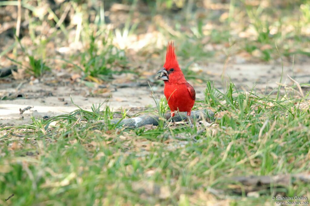 Cardinal vermillon mâle adulte nuptial, mange