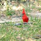 Cardinal vermillon