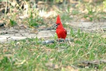 Cardinal vermillon