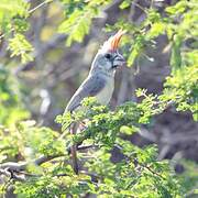 Vermilion Cardinal