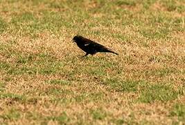 Red-winged Blackbird