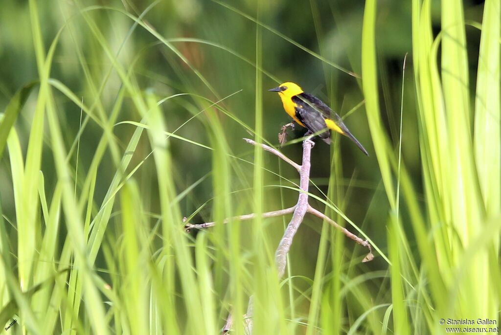 Oriole Blackbirdadult breeding