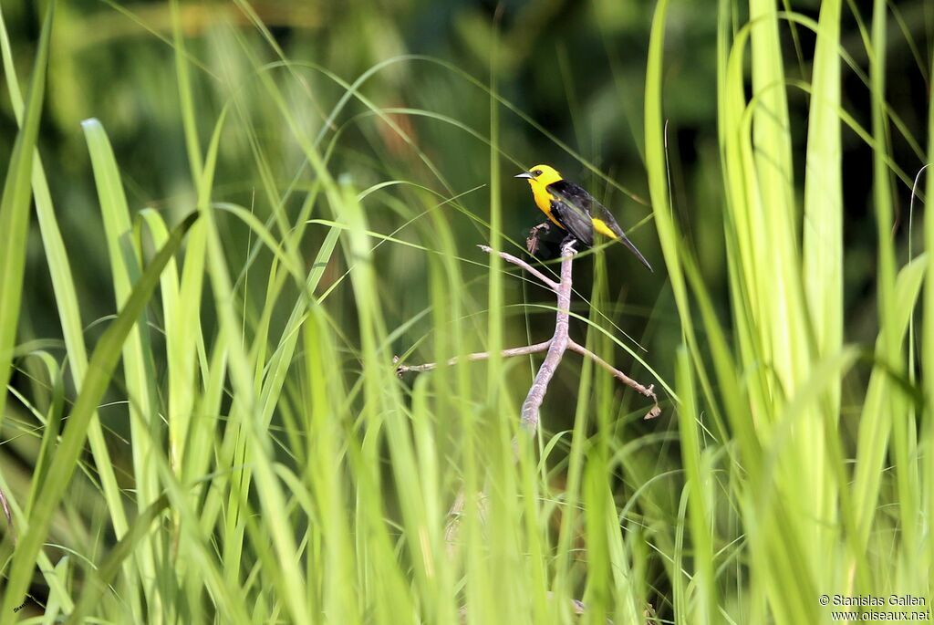 Oriole Blackbirdadult breeding