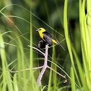 Oriole Blackbird