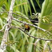 Casqued Oropendola