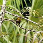 Casqued Oropendola