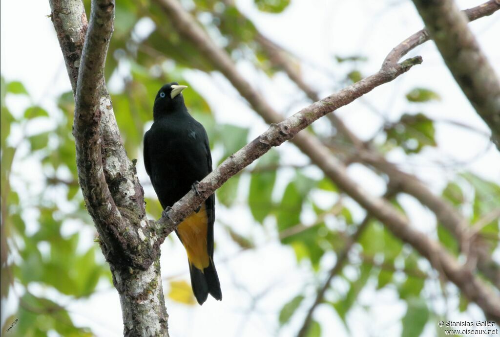 Yellow-rumped Caciqueadult breeding