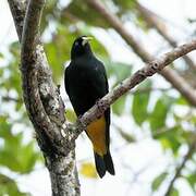 Yellow-rumped Cacique