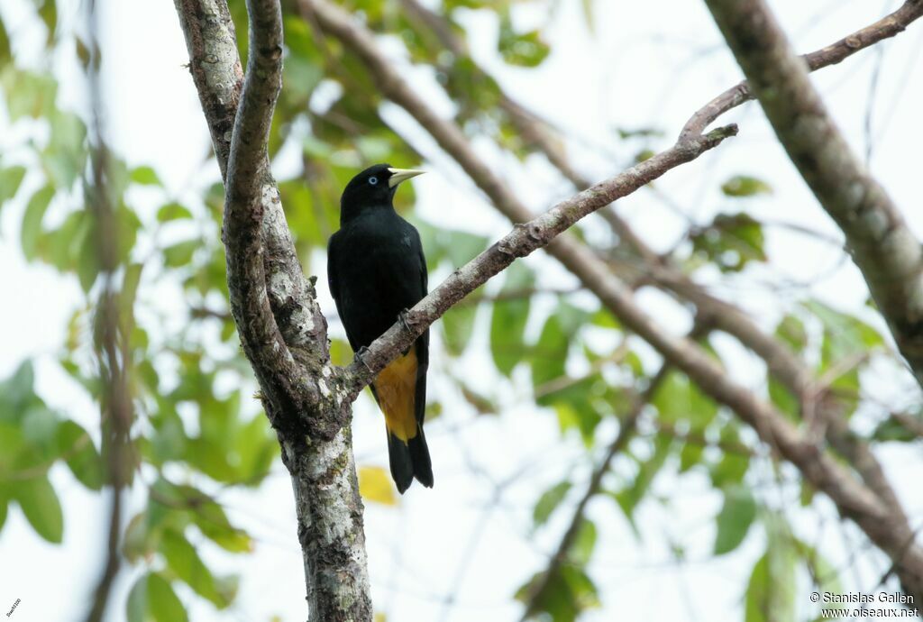 Yellow-rumped Caciqueadult breeding