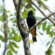 Yellow-rumped Cacique