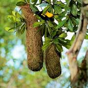 Yellow-rumped Cacique