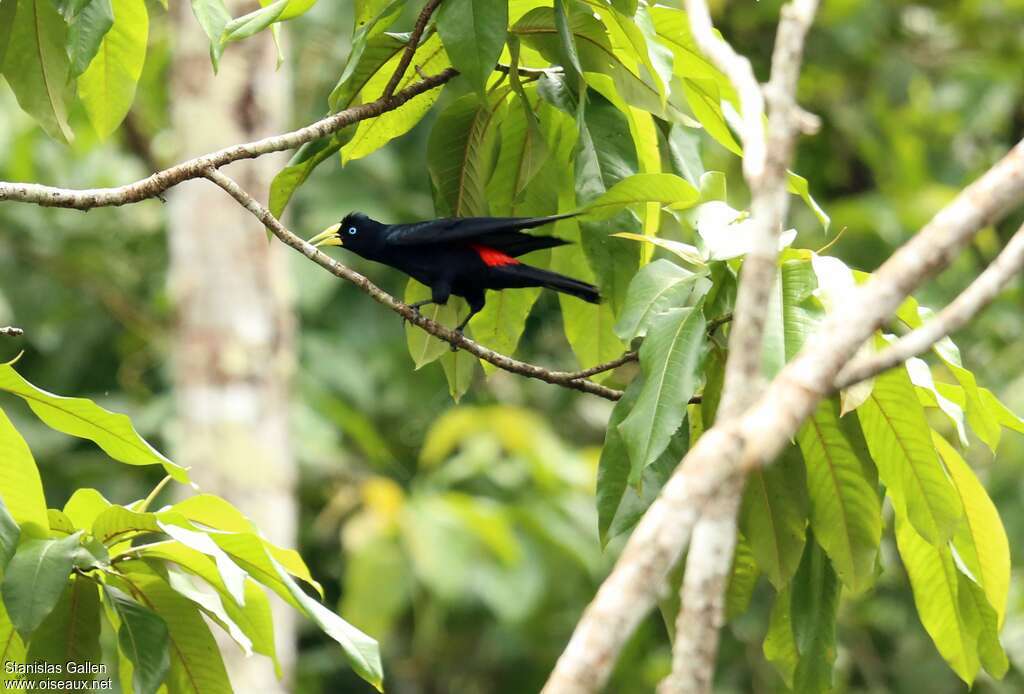 Red-rumped Caciqueadult, habitat, song