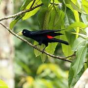 Red-rumped Cacique