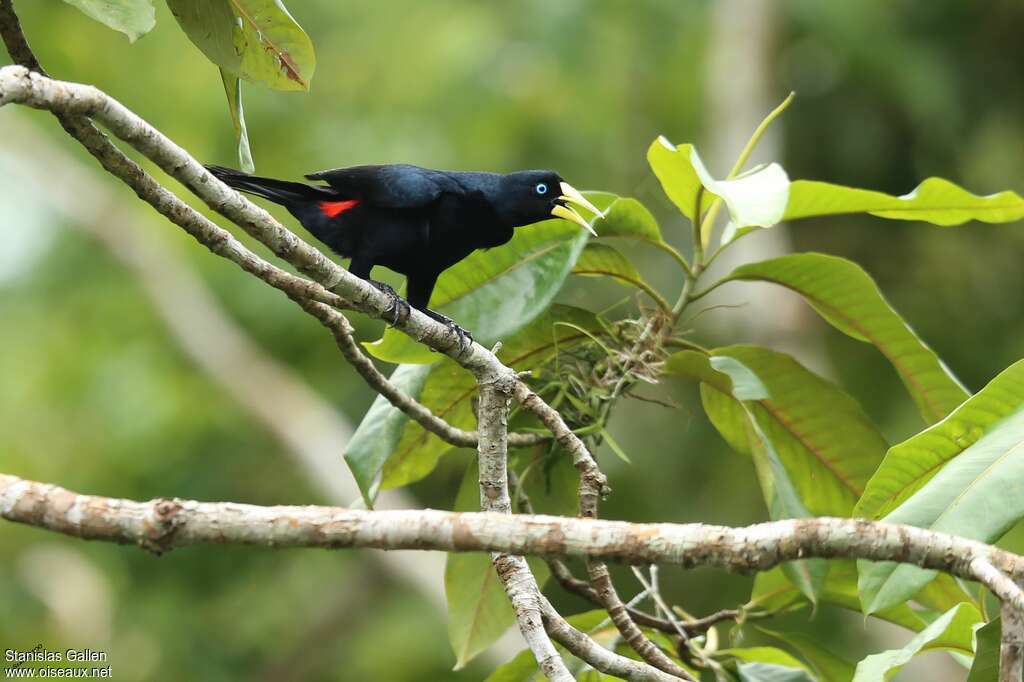 Cassique cul-rouge mâle adulte, identification