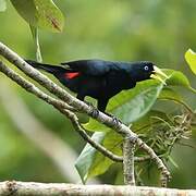 Red-rumped Cacique