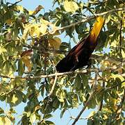 Montezuma Oropendola