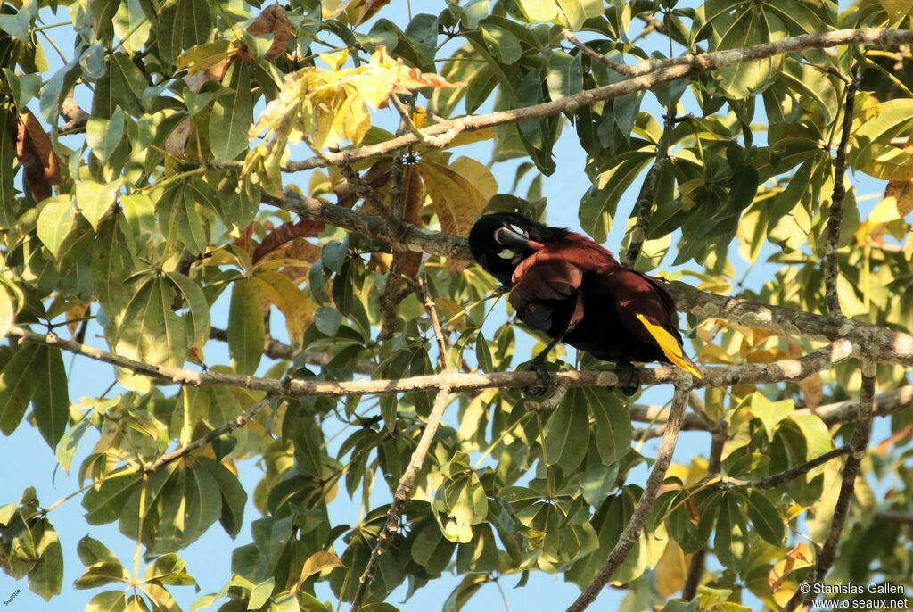 Montezuma Oropendolaadult, care