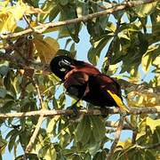 Montezuma Oropendola