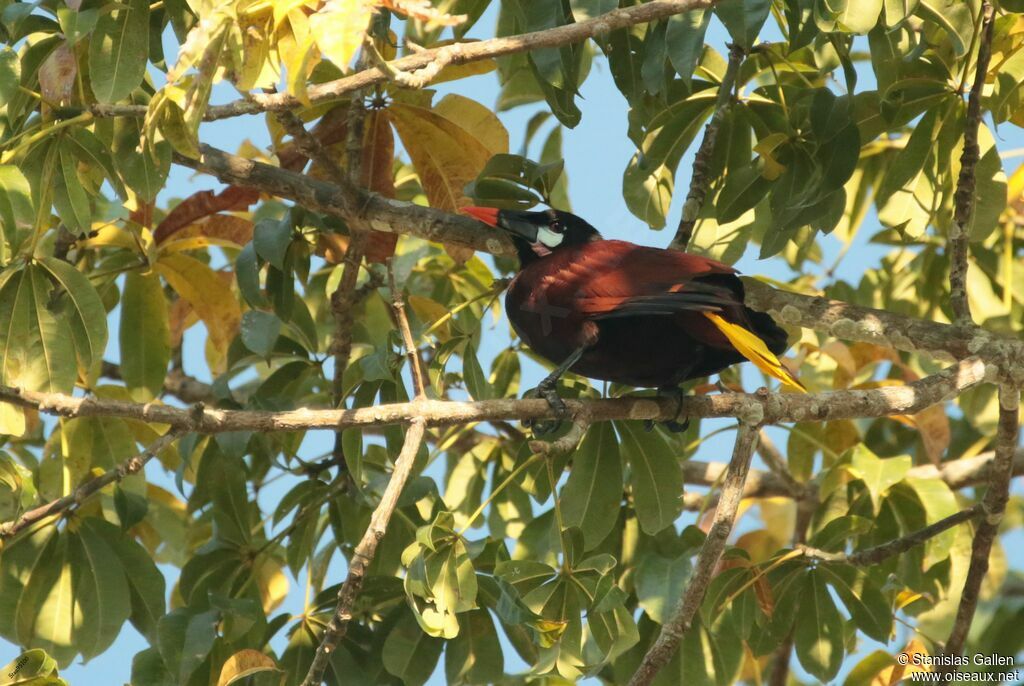 Montezuma Oropendolaadult breeding