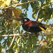 Montezuma Oropendola