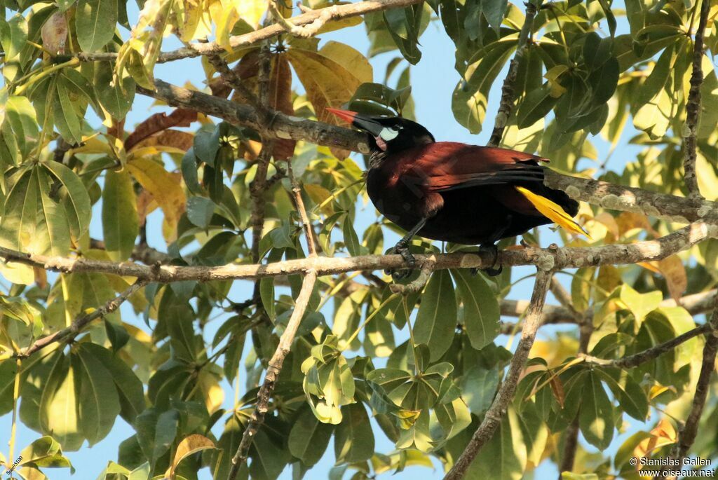 Montezuma Oropendolaadult breeding