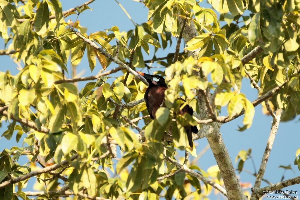 Montezuma Oropendolaadult breeding