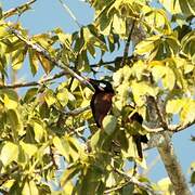 Montezuma Oropendola