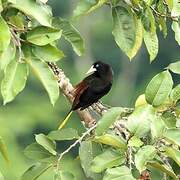 Crested Oropendola