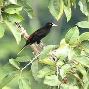 Crested Oropendola