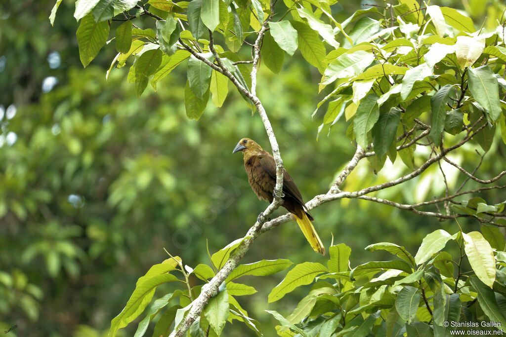 Russet-backed Oropendolaadult, Reproduction-nesting