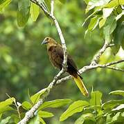 Russet-backed Oropendola