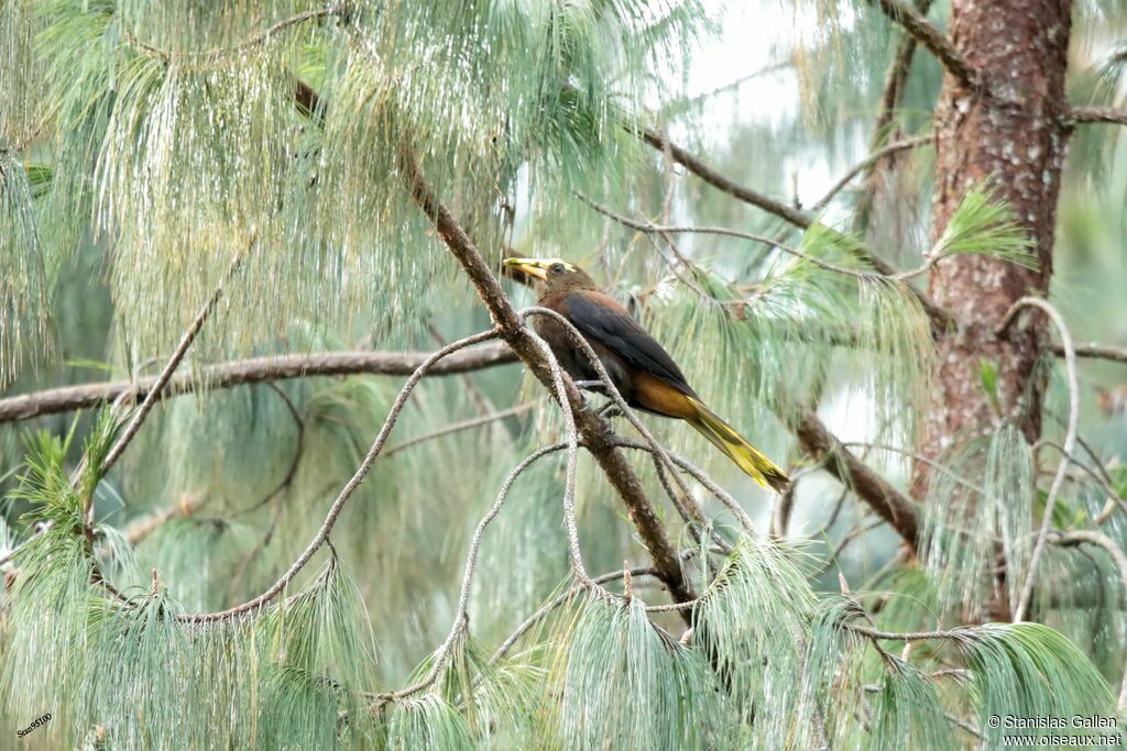 Russet-backed Oropendolaadult breeding