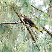 Russet-backed Oropendola