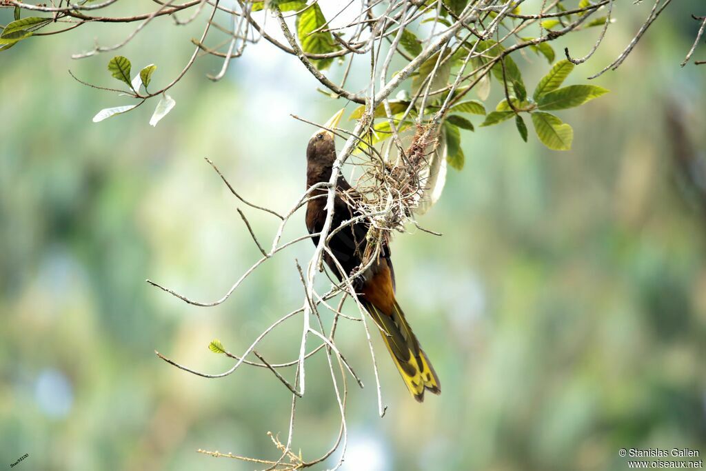 Russet-backed Oropendolaadult breeding, Reproduction-nesting