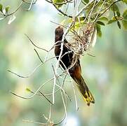 Russet-backed Oropendola