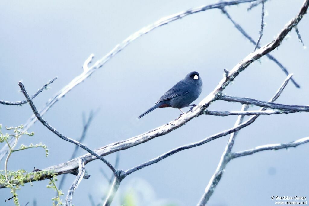 Band-tailed Seedeater male adult breeding