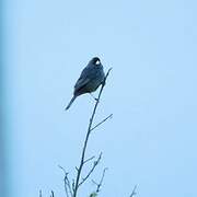 Band-tailed Seedeater