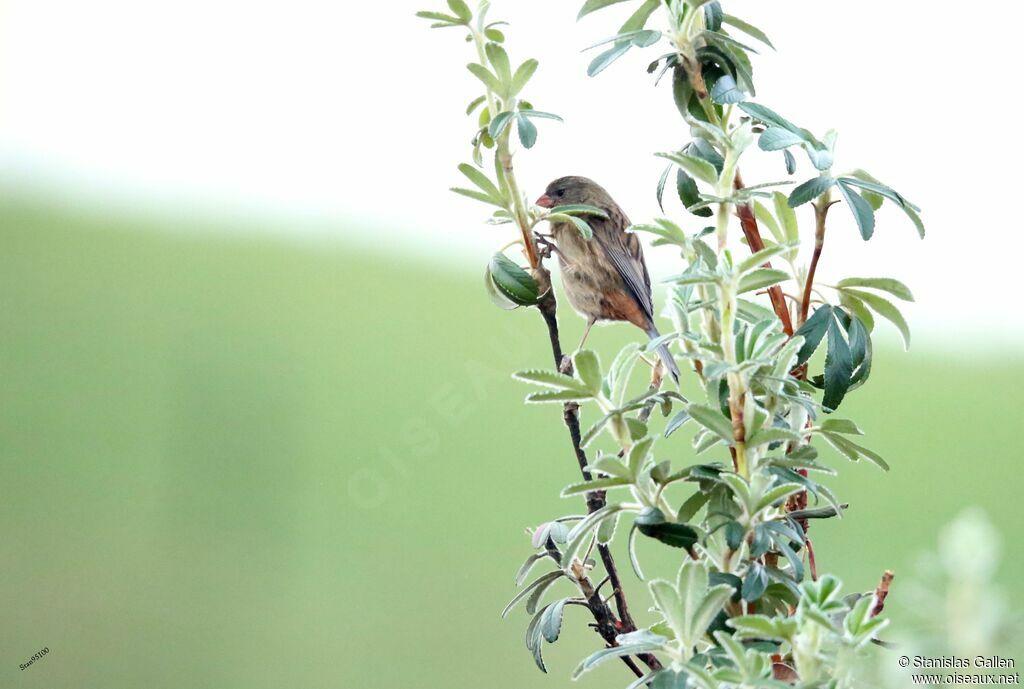 Plain-colored Seedeateradult