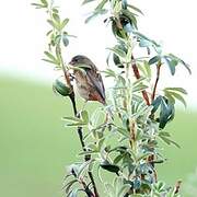 Plain-colored Seedeater