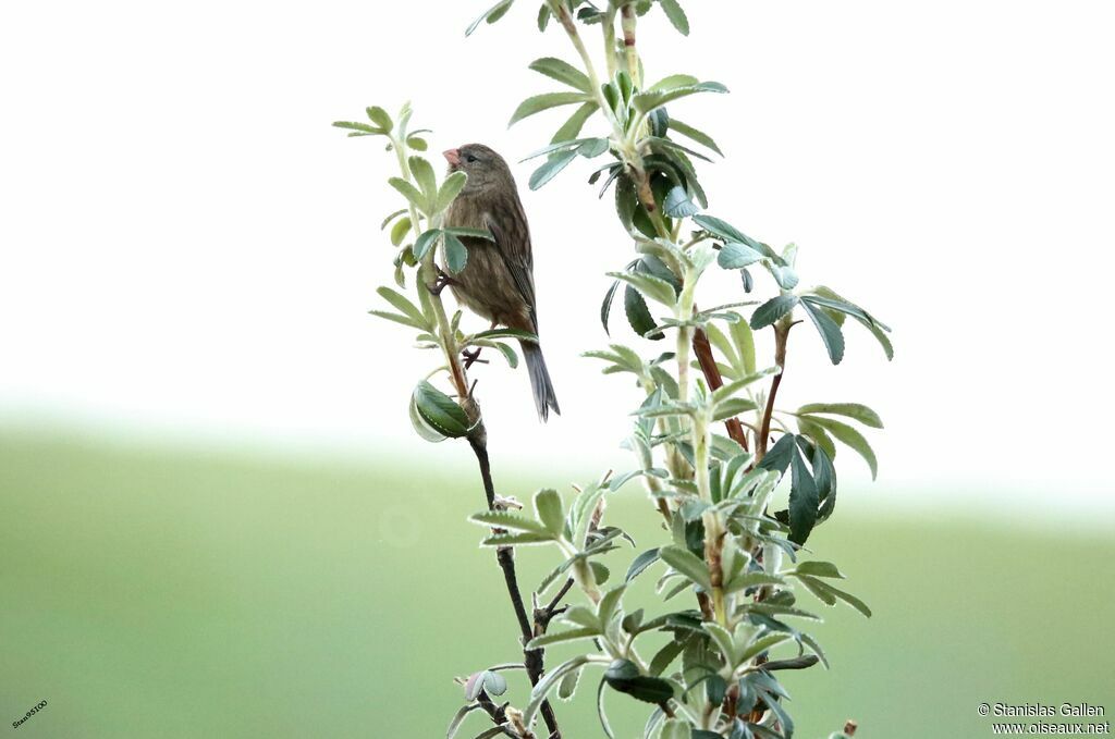 Plain-colored Seedeater female adult breeding