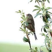 Plain-colored Seedeater