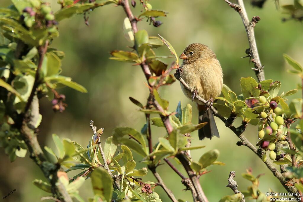 Plain-colored Seedeater female adult