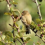 Plain-colored Seedeater