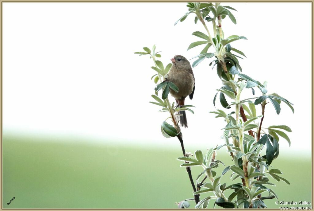 Plain-colored Seedeater female adult breeding